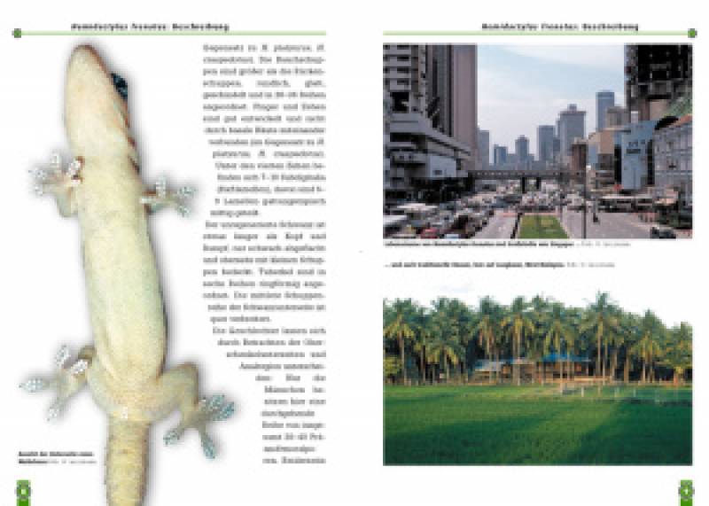 Preview: Hausgeckos